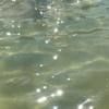 soha_f